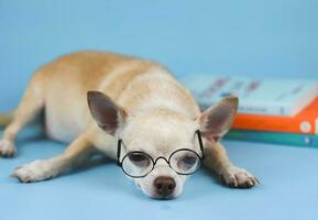 brown chihuahua dog wearing eye glasses, lying down with stack of books on blue  background. chihuahua dog get bored of reading books. photo