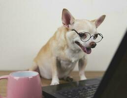 marrón corto pelo chihuahua perro vistiendo los anteojos sentado en de madera piso con computadora ordenador portátil y rosado café taza, trabajando y mirando a computadora pantalla. foto