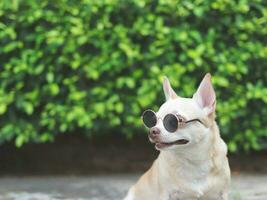 cute brown chihuahua dog wearing sunglasses sitting on  cement floor in the garden. looking curiously. photo