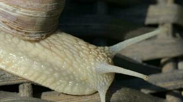 Nahansicht von ein Weinberg Schnecke kriechen im Sommer- Zeit auf ein hölzern Oberfläche video