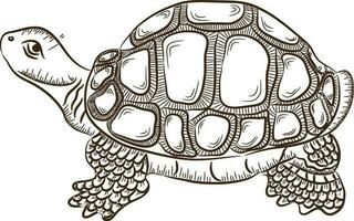 Tortoise in back and white color. vector