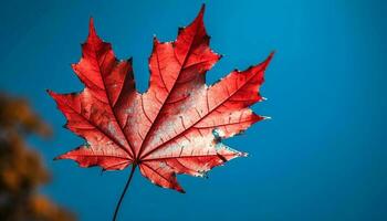 Vibrant autumn maple leaf, symbol of change generated by AI photo