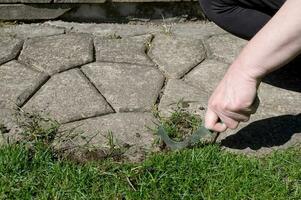 quitando césped Entre pavimentación losas en el calle. un herramienta para quitando el raíz sistema de plantas. foto