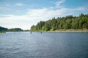 Piles of the bridge over the lake. Sticks standing in the water against the background of the forest photo