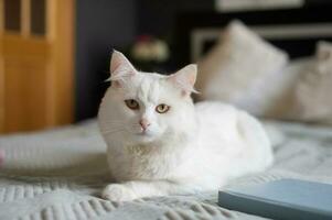 un linda blanco mullido gato es acostado en el cama siguiente a un libro y esperando para el anfitriona foto