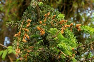 Young branches of spruce with cones. Blooming spruce. Spruce in spring. selective focus. copy space photo