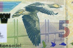 Goose flying over Oresund Bridge from Swedish money photo