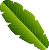 Realistic Banana Leaf Element On White Background. vector