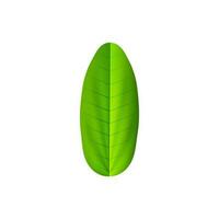 Shiny banana leaf in green color. vector