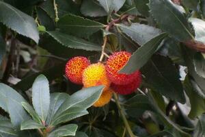 Fruits of the strawberry tree photo