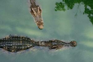 Crocodiles swimming in a pond photo