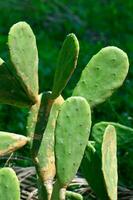 Close-up on a Pear cactus photo