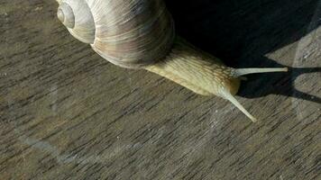 Closeup of a vineyard snail crawling in summer time on a wooden surface video