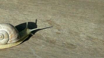 Nahansicht von ein Weinberg Schnecke kriechen im Sommer- Zeit auf ein hölzern Oberfläche video