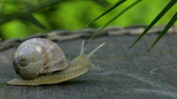 Closeup of a vineyard snail crawling in summer time on a wooden surface video