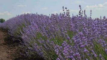 Blossoming lavender field in sunny weather. slow motion video