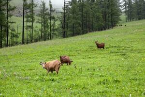 Herd of goats grazing in the Orkhlon Valley photo