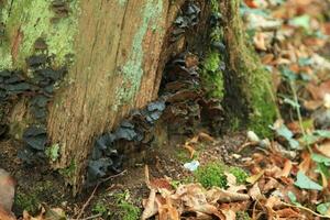 Ischnoderma benzoinum growing on a tree trunk. photo