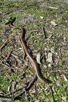 angustia fragilis además conocido como lento gusano foto