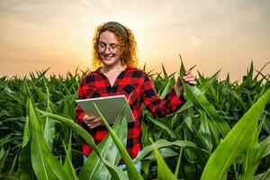 retrato de hembra granjero quien es cultivando maíz. ella es satisfecho con bueno Progreso de plantas. agrícola ocupación. foto