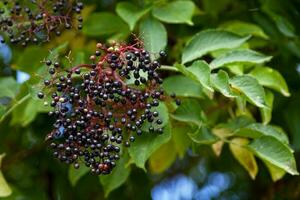 Fruits of the elderberries photo