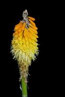 Torch Lily isolated on a black background photo