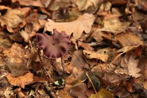 Amethyst deceiver - Laccaria amethystina photo