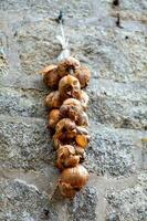 String of garlic bulbs hanging to a nail fixed to a wall photo