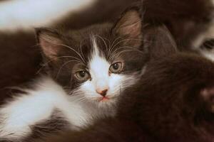 Black and white kitten looking at camera photo