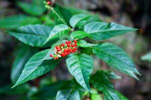 Fruits of the rivina humilis photo