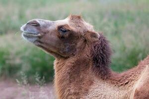 retrato de bactriano camello en Mongolia foto