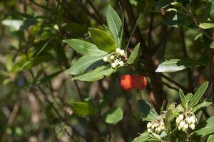 Fruits of the strawberry tree photo