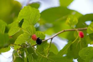 Fruits of the mulberry tree photo