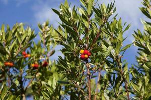 Fruits of the strawberry tree photo