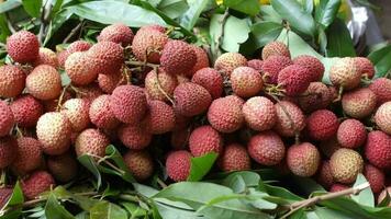 Fresh Lychee on table close up video