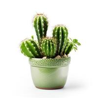 Cactus in a pot. Stock image for decorating a scene or background. photo