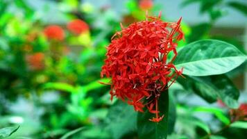 lindo vermelho flor dentro a jardim video