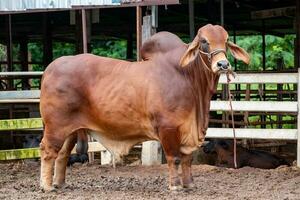 carne de vaca vacas criador, americano brahmán rojo en el suelo en el marco, grande masculino brahmán vaca foto