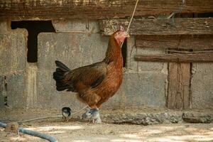 madre gallina y su joven mirando para alimento. foto