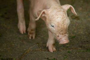 piglet on a farm soiled photo