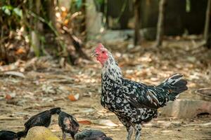 madre gallina y su joven mirando para alimento. foto