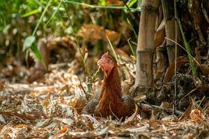 cerca arriba pollo en el granja foto