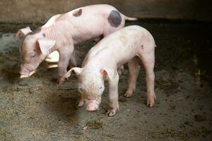 cerdito en un granja manchado foto