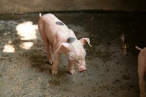 piglet on a farm soiled photo