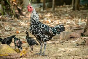 madre gallina y su joven mirando para alimento. foto