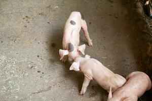 cerdito en un granja manchado foto