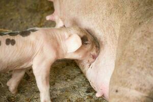 Piglets on a farm are soiled, feeding on their mother's milk. photo