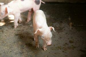 cerdito en un granja manchado foto