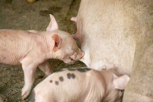 lechones en un granja son sucio, alimentación en su de la madre leche. foto