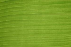 A leaf of a green plant in close-up, macro photography. photo